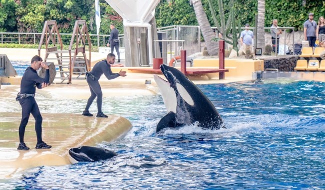 Lumba-lumba Killer Whale atau Orca. (Pexels)